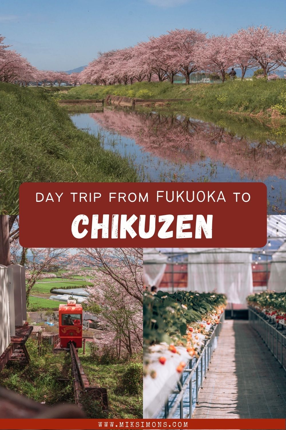 Chikuzen - A hidden gem to see beautiful cherry blossoms in Japan1