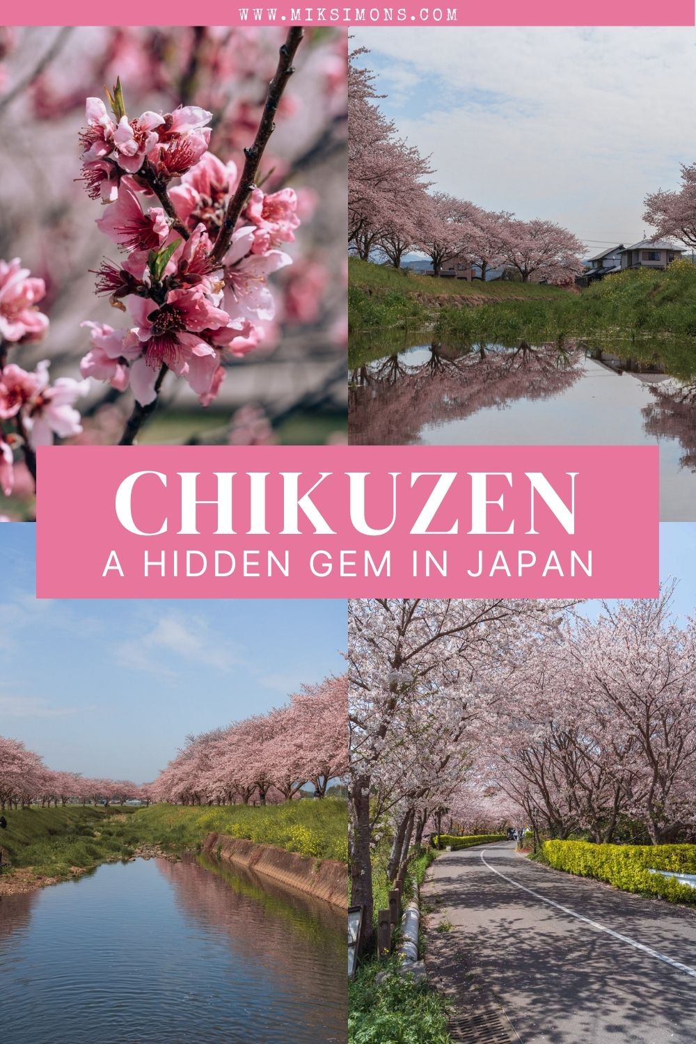 Chikuzen - A hidden gem to see beautiful cherry blossoms in Japan3