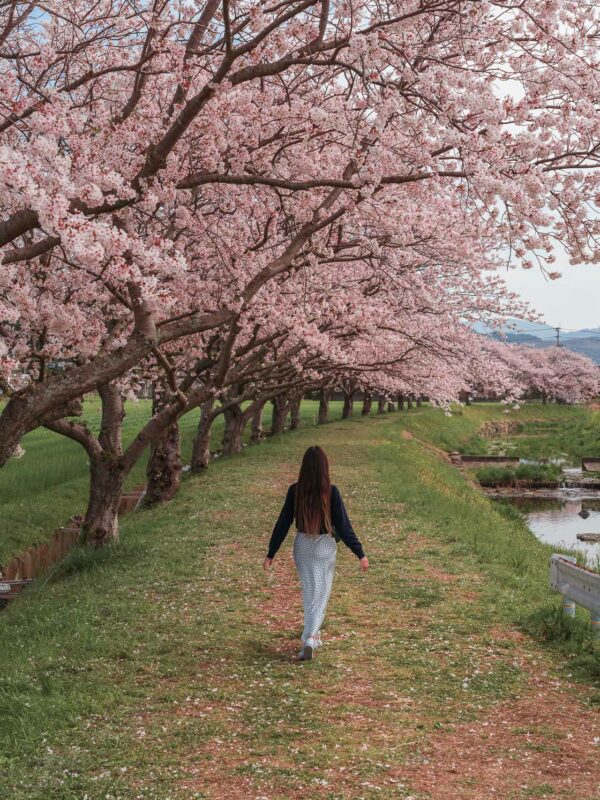 Chikuzen - Kusaba River - Cherry Blossom Trees136- BLOGPOST HQ