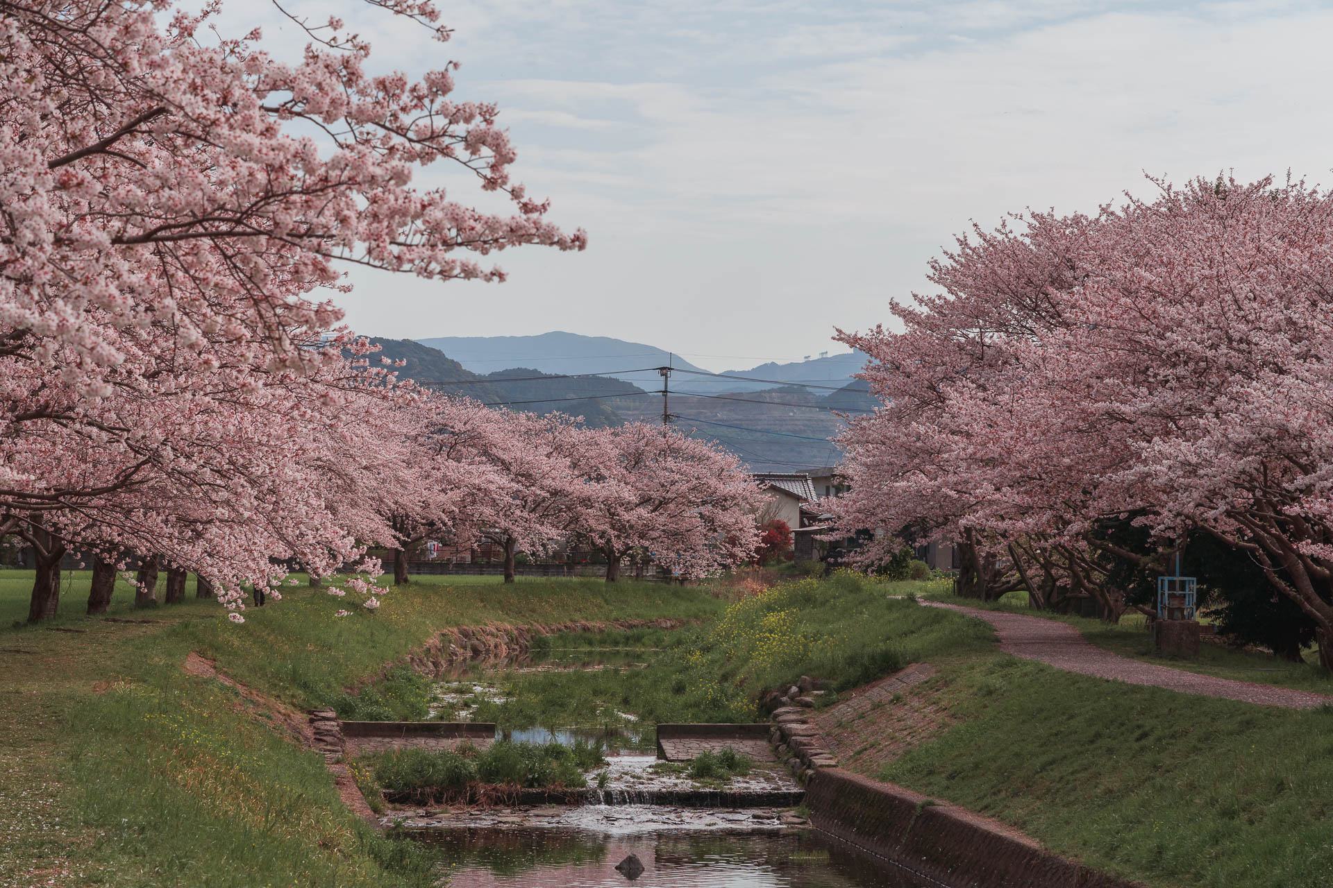 Chikuzen - Kusaba River - Cherry Blossom Trees144- BLOGPOST HQ