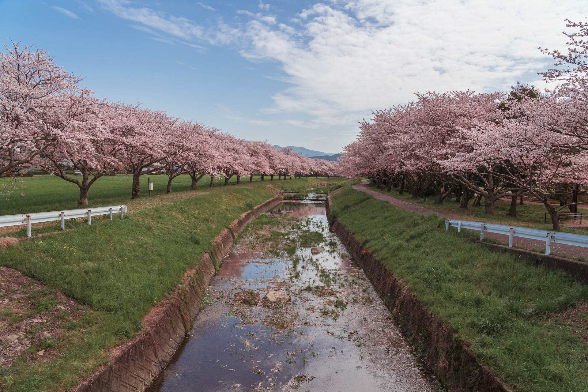 Chikuzen - Kusaba River - Cherry Blossom Trees147- BLOGPOST HQ