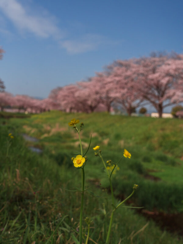 Chikuzen - Kusaba River - Cherry Blossom Trees27- BLOGPOST HQ