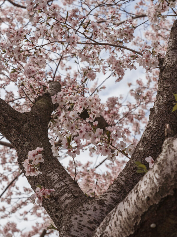 Chikuzen - Kusaba River - Cherry Blossom Trees33- BLOGPOST HQ