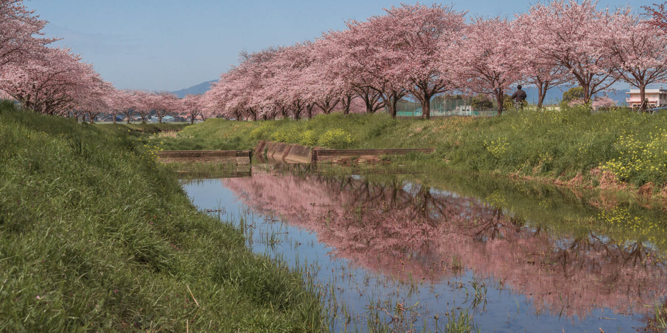 Chikuzen: A hidden gem to see beautiful cherry blossoms in Japan