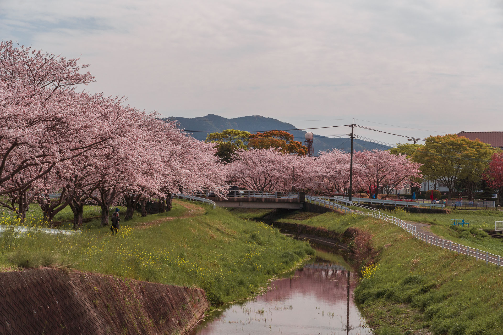 Chikuzen - Kusaba River - Cherry Blossom Trees56- BLOGPOST HQ