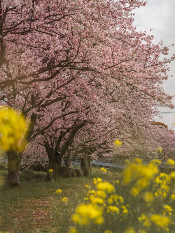 Chikuzen - Kusaba River - Cherry Blossom Trees57- BLOGPOST HQ