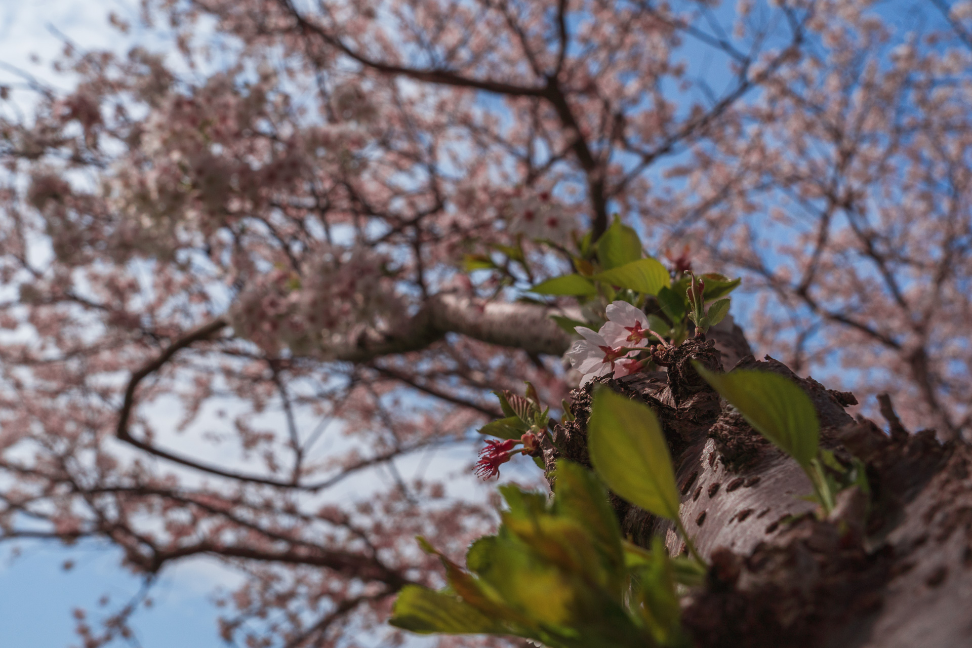 Chikuzen - Kusaba River - Cherry Blossom Trees7- BLOGPOST HQ