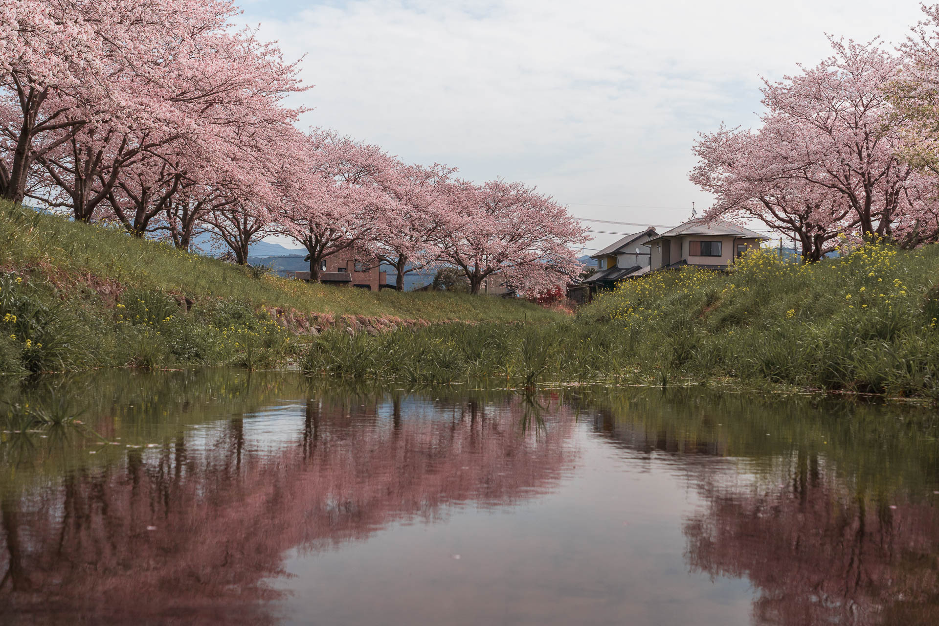 Chikuzen - Kusaba River - Cherry Blossom Trees71- BLOGPOST HQ
