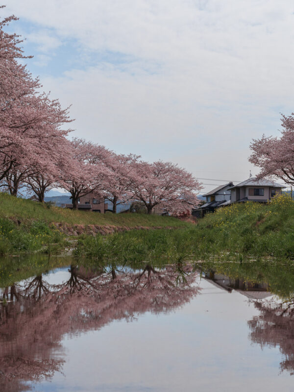 Chikuzen - Kusaba River - Cherry Blossom Trees80- BLOGPOST HQ