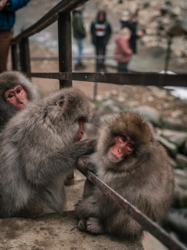 Chubu - Snow Monkey Park117- BLOGPOST HQ