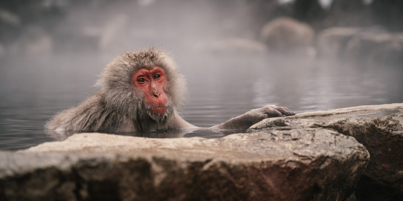 Jigokudani monkey park: the most famous hot spring with monkeys in Japan