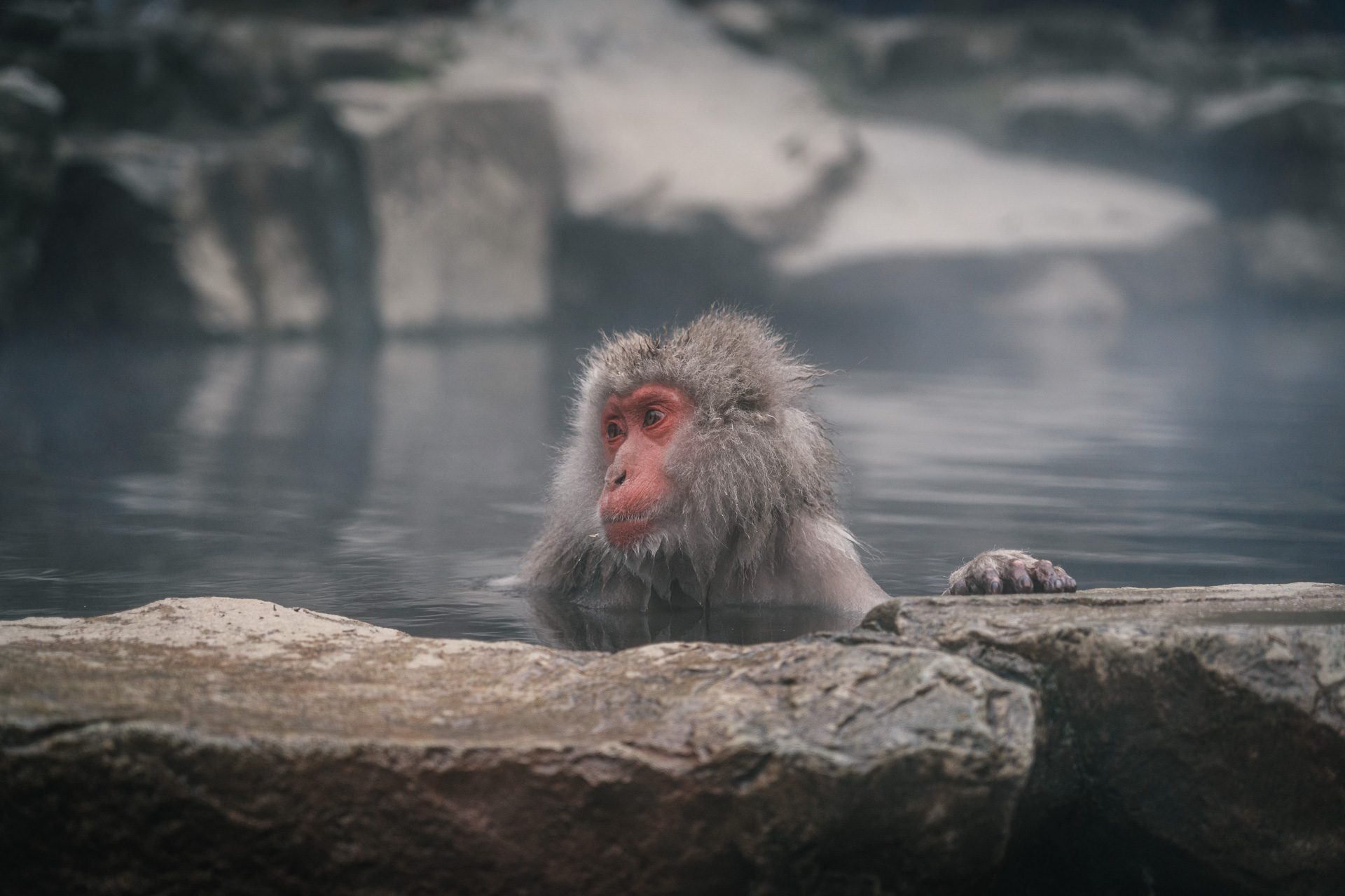 Chubu - Snow Monkey Park225- BLOGPOST HQ