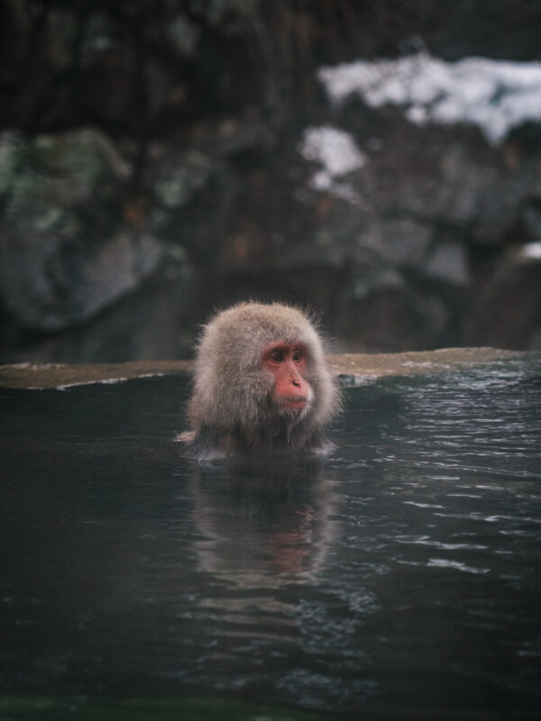 Chubu - Snow Monkey Park501- BLOGPOST HQ