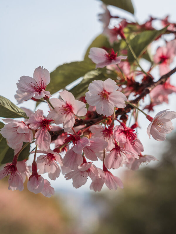 Fukuoka - Cherry Blossoms in Nishi Park20- BLOGPOST HQ