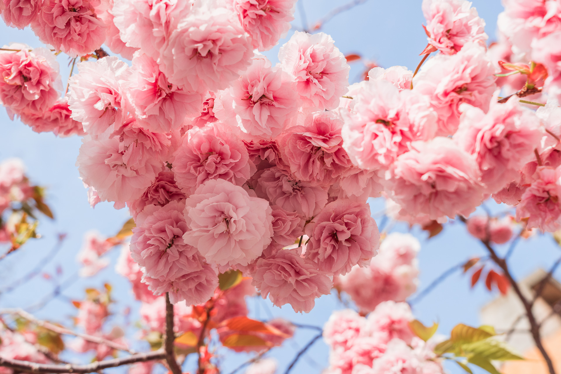 Fukuoka - Cherry Blossoms in Nishi Park4- BLOGPOST HQ