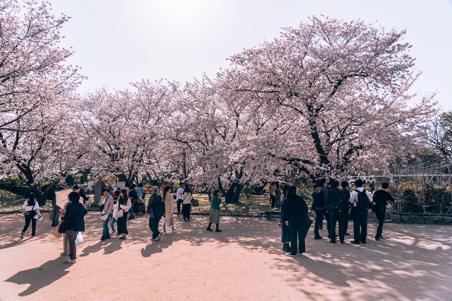 Fukuoka - Ohori Park Sakura Festval Daytime228- BLOGPOST HQ