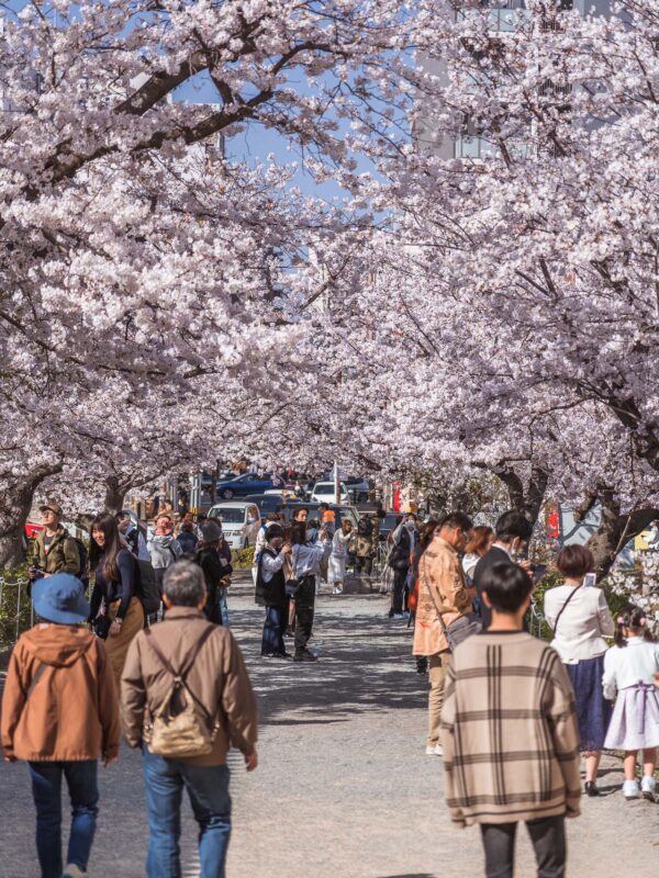 Fukuoka - Ohori Park Sakura Festval Daytime237- BLOGPOST HQ