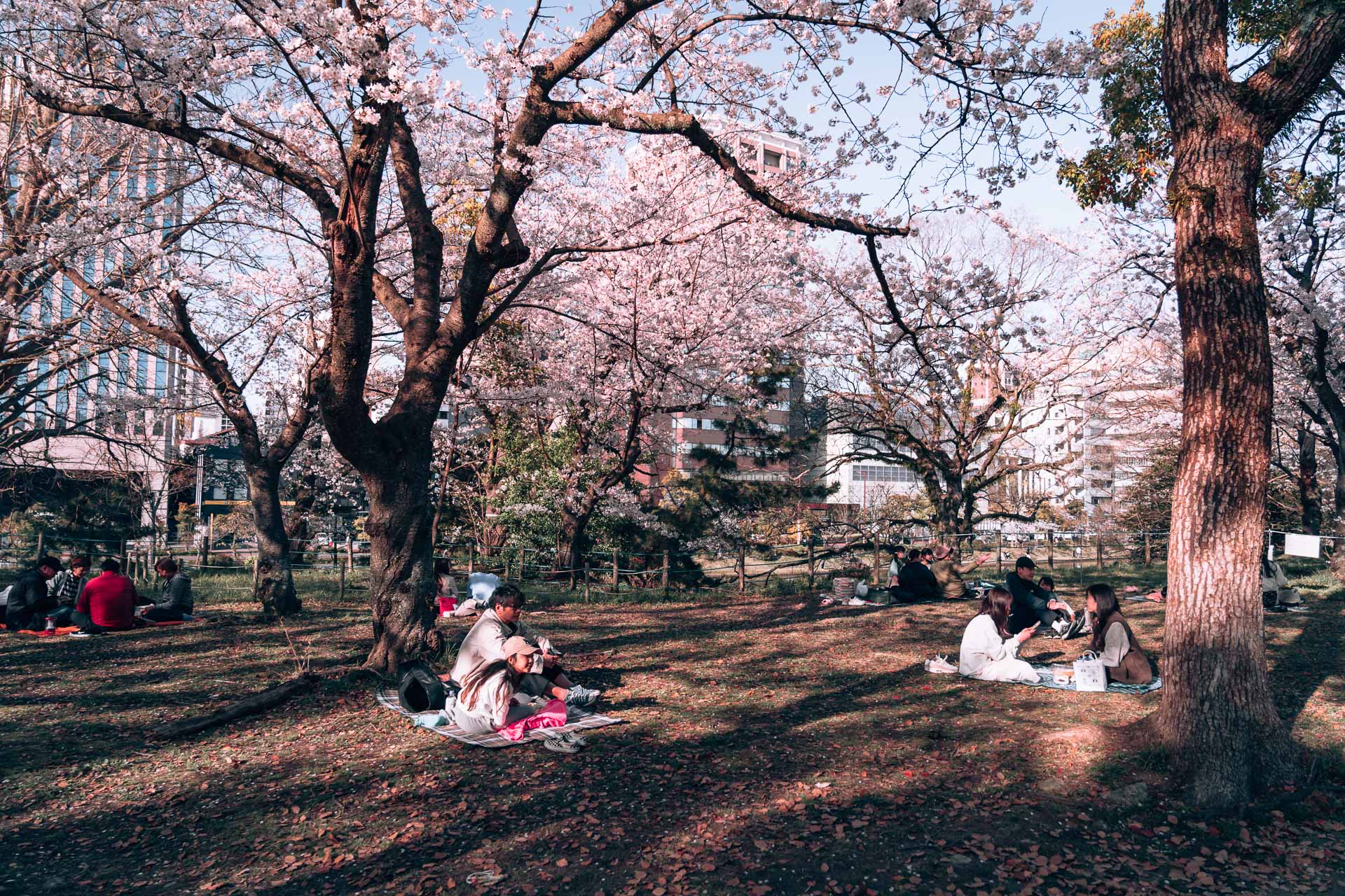 Fukuoka - Ohori Park Sakura Festval Daytime31- BLOGPOST HQ