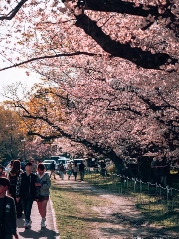 Fukuoka - Ohori Park Sakura Festval Daytime32- BLOGPOST HQ