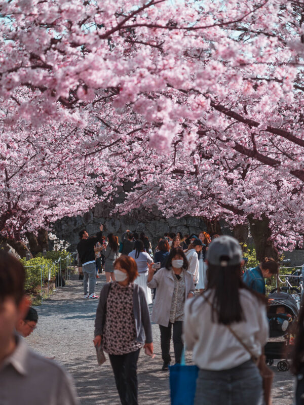 Fukuoka - Ohori Park Sakura Festval Daytime324- BLOGPOST HQ