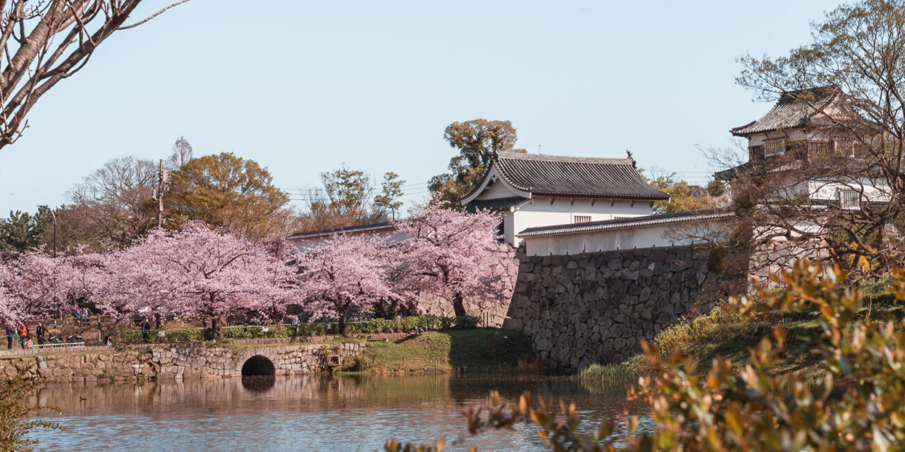 9 x the best places to see cherry blossoms in Fukuoka