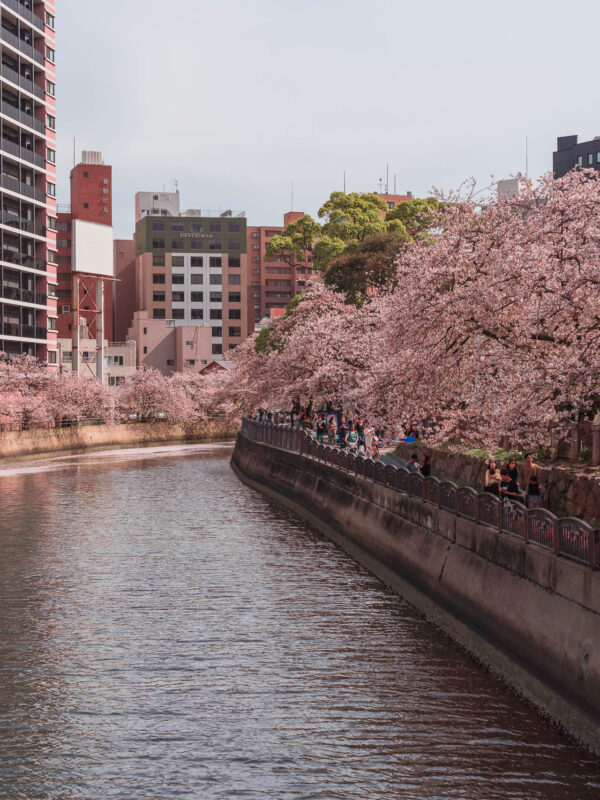 Fukuoka - Tenjin Central Park Sakura39- BLOGPOST HQ