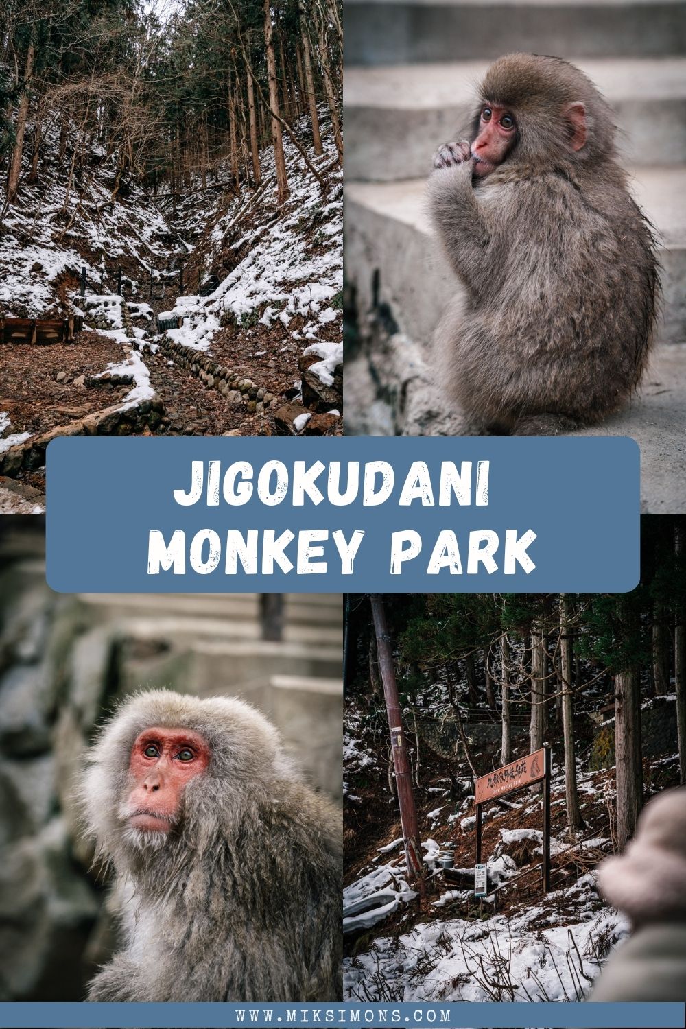 JIGOKUDANI MONKEY PARK - THE MOST FAMOUS HOT SPRING WITH MONKEYS IN JAPAN