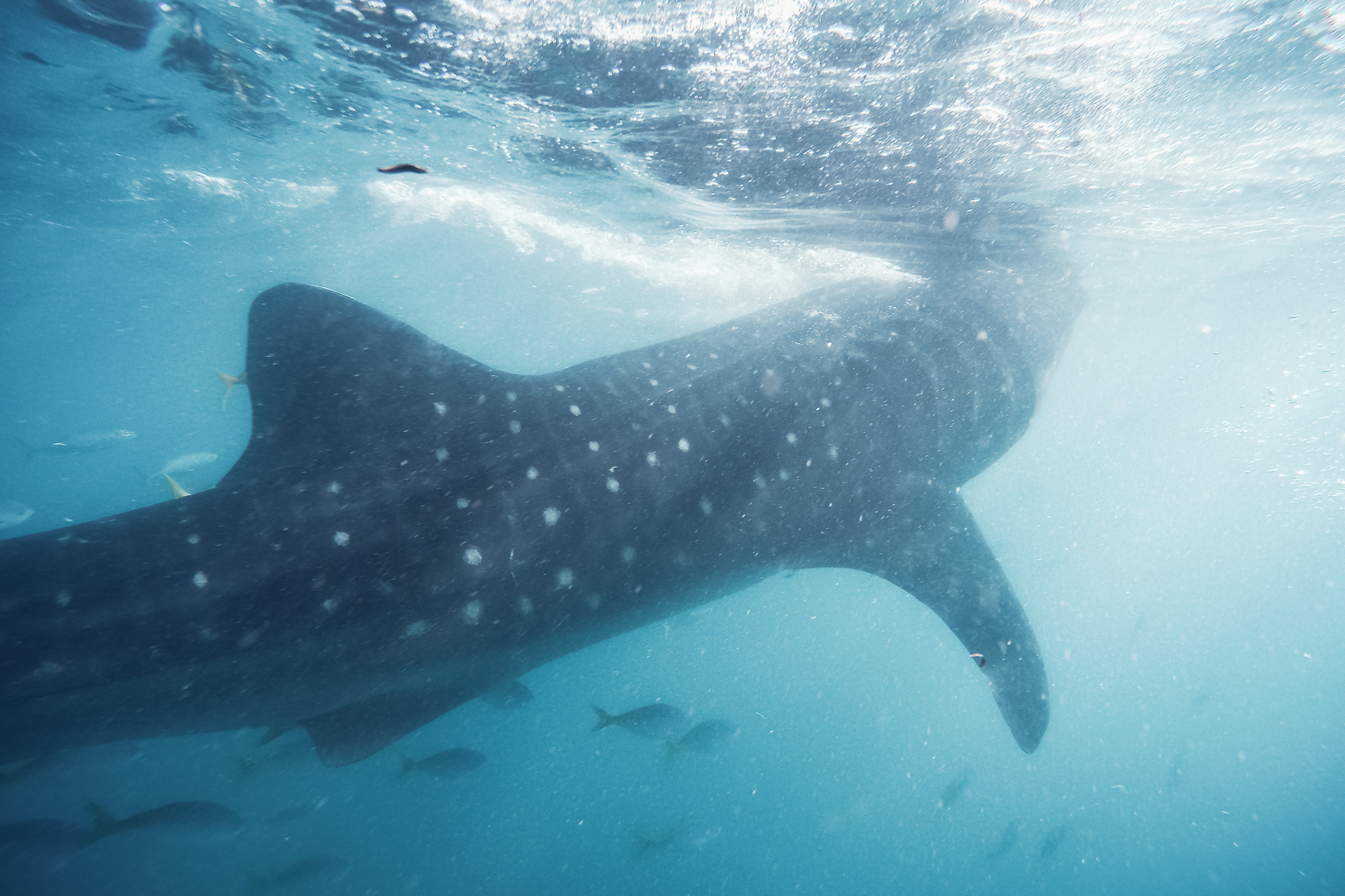 Whale Shark in Cebu