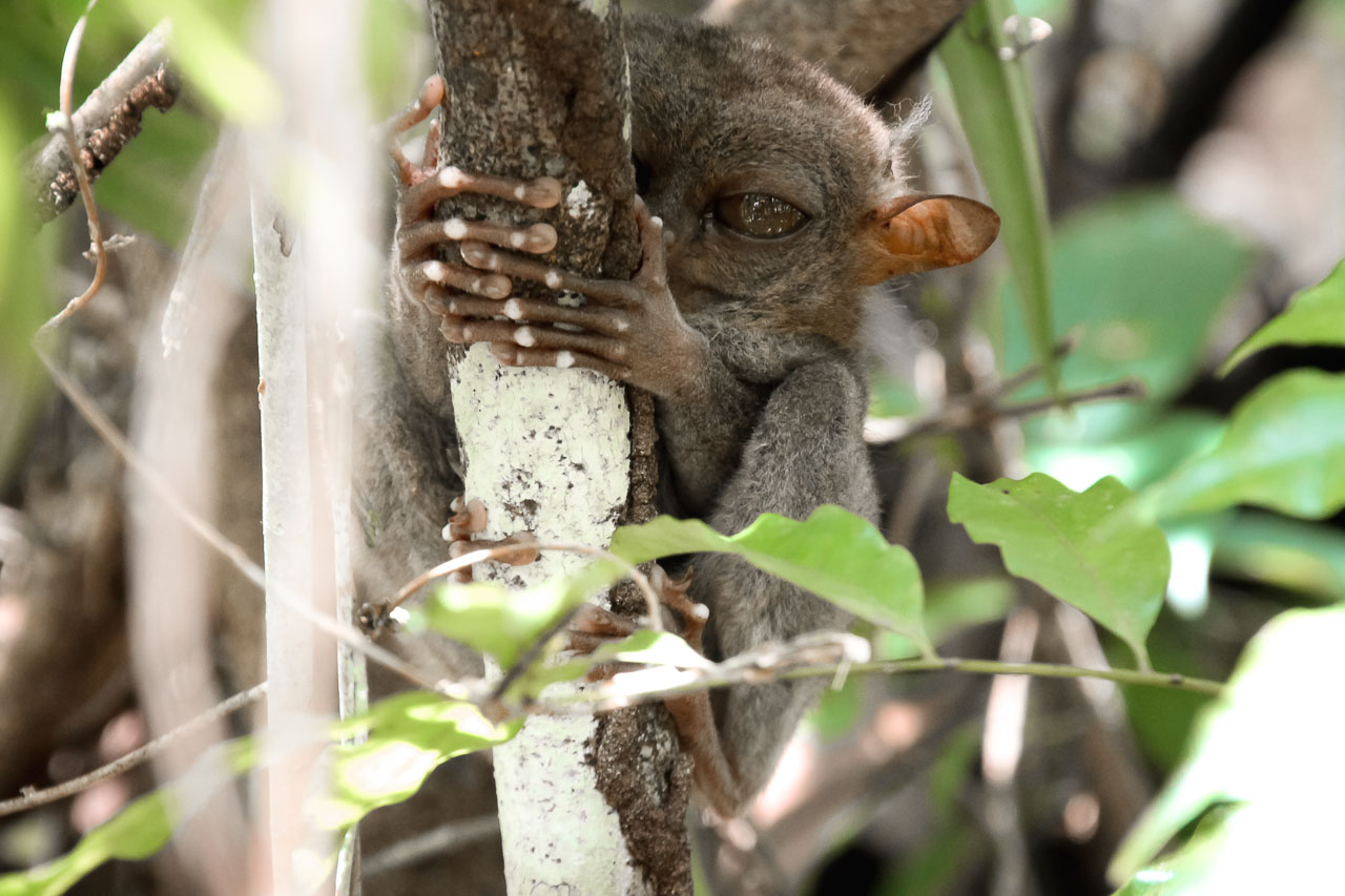 Tarsier monkey