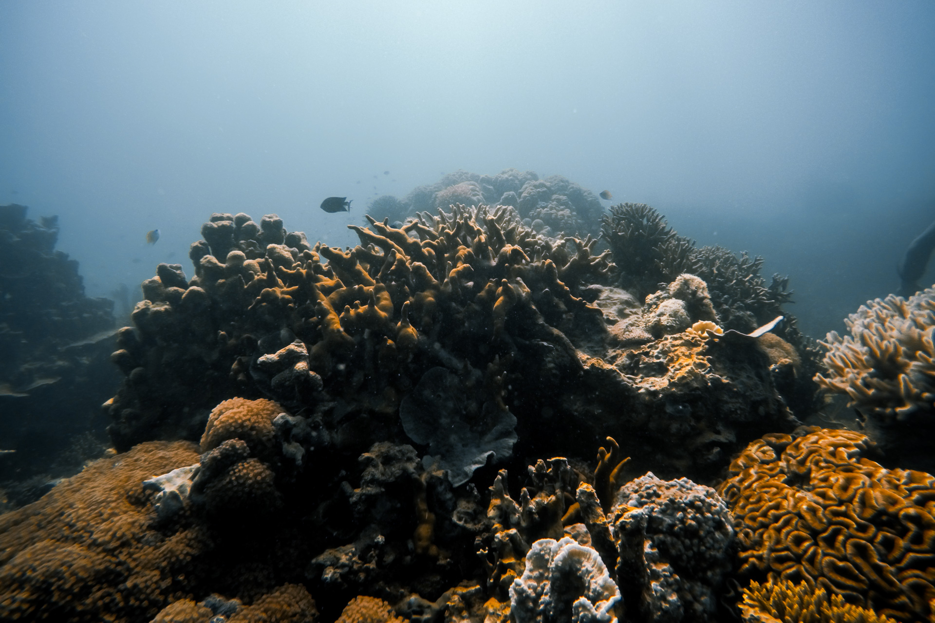 liveaboard in the Philippines