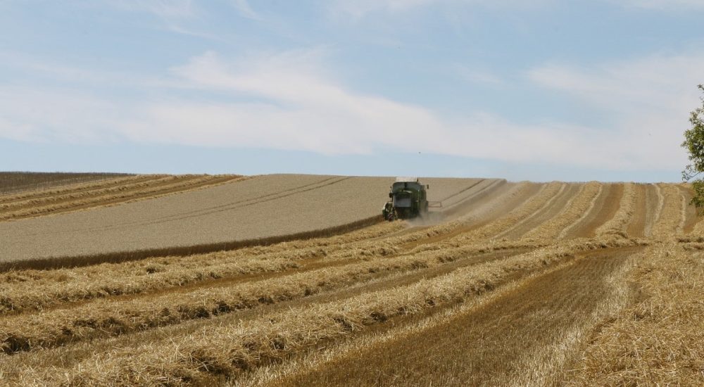 field_landscape_sky_agriculture_harvest_grass_rural_blue-1237971-min