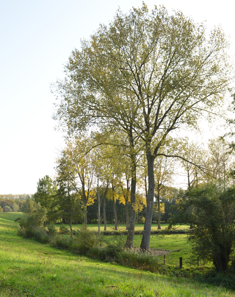 mille-etoiles-troeven-wandelen