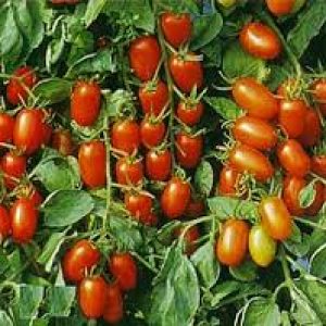 tomaten 2