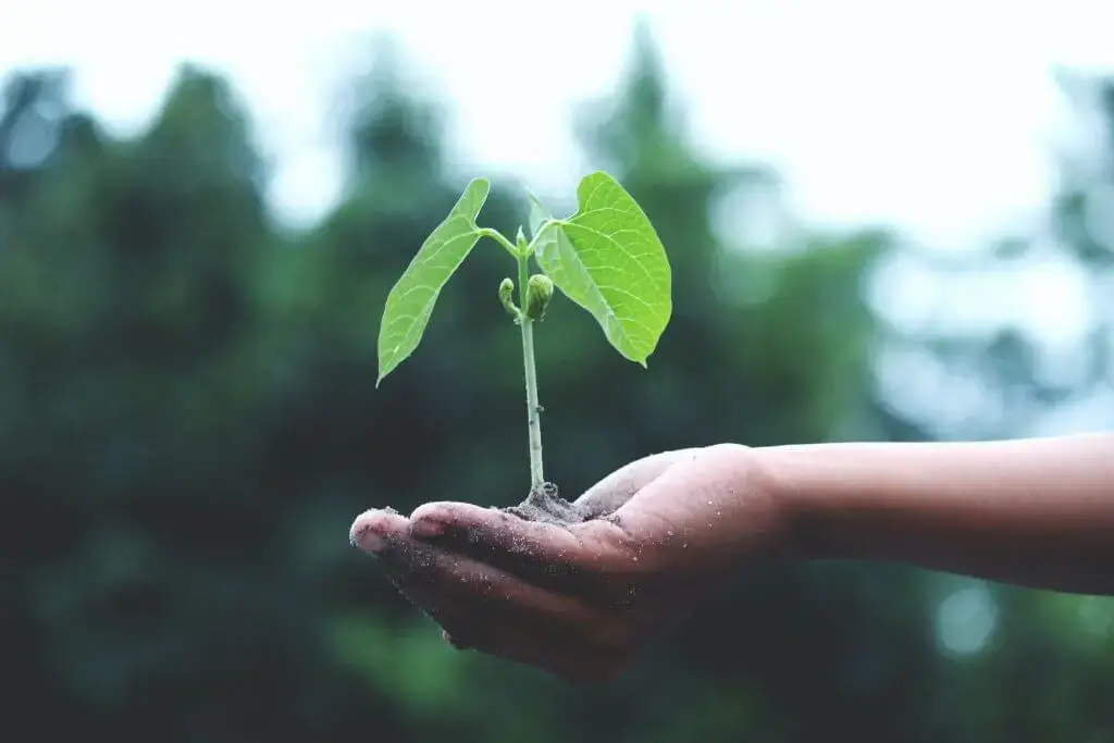 Nachhaltigkeit: Eine grüne Blume auf einer Hand als Symbol zum Schutz unserer Umwelt.