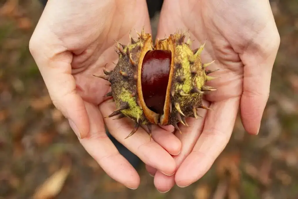 Kastanie in der Hand als Symbol der Gesundheit.