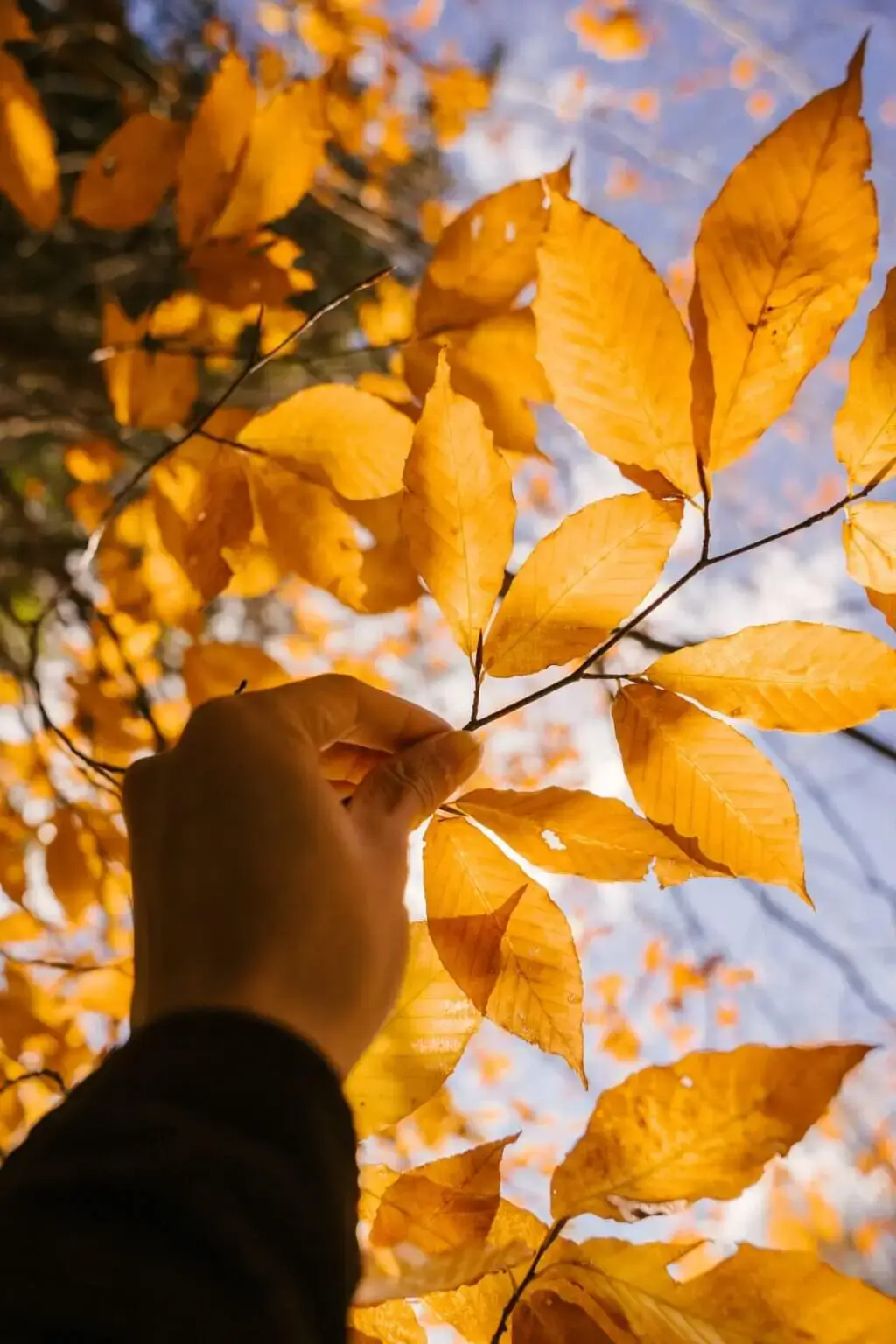 Gelbe Blätter im Herbst und Entspannung.