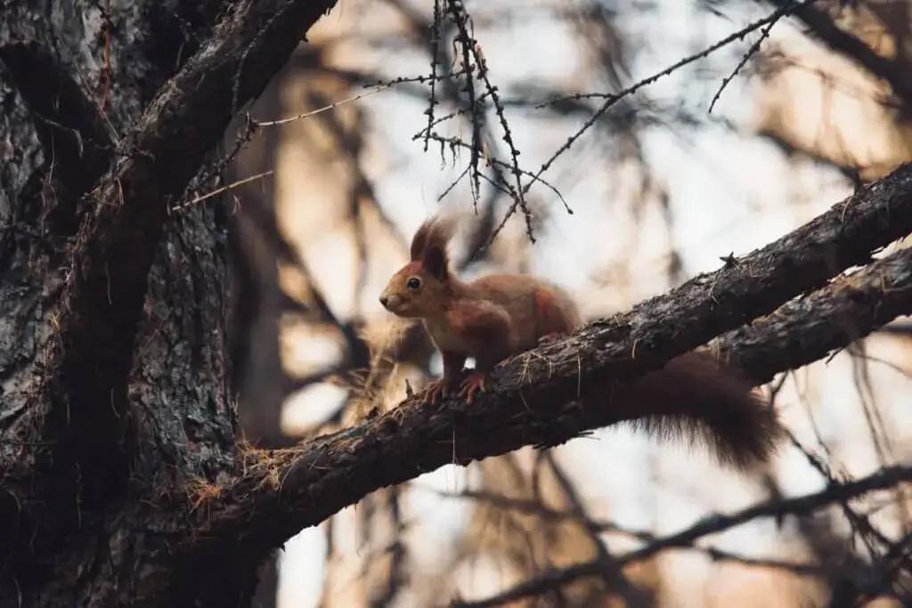 Ein Eichhörnchen auf einem Ast als Glück des Tages.