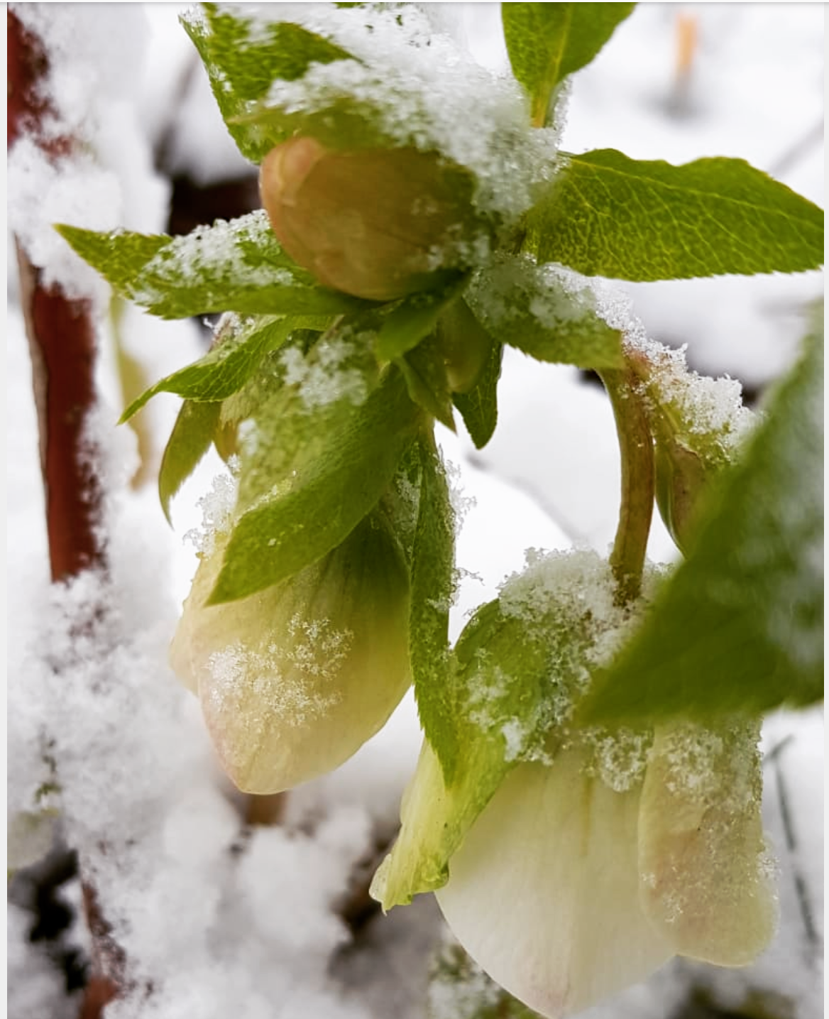 Snörosor i nysnö ger guldkant på fredagen