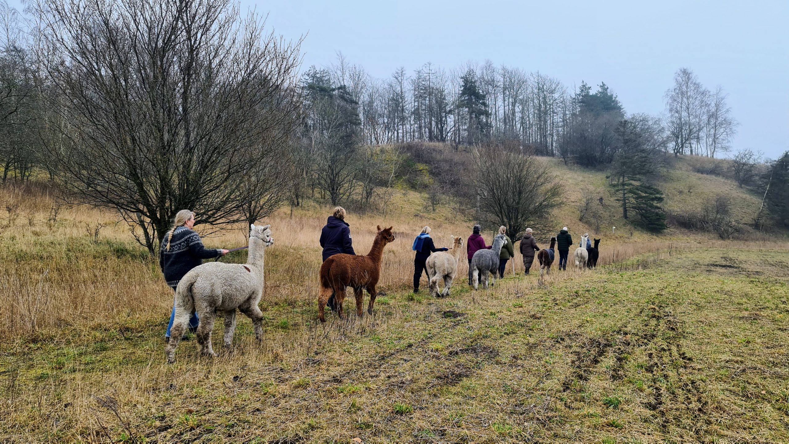 Naturmeditation i skoven ved Buresø