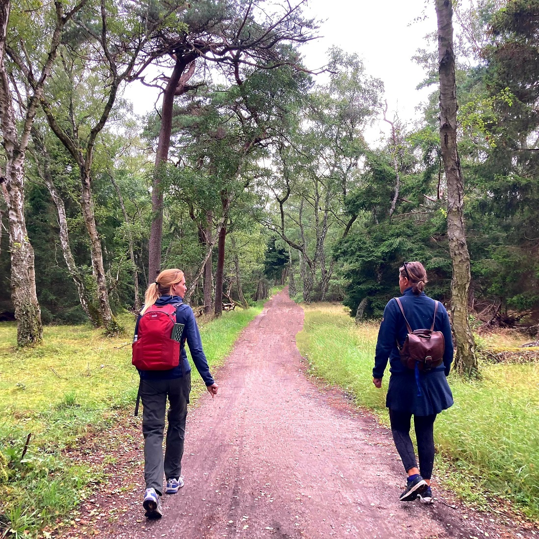 Step out gående coaching i naturen