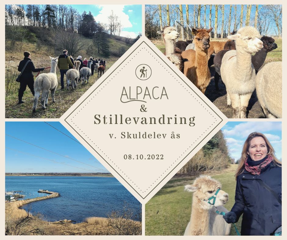 SoMe kollage alpacawalk Skibby