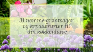 31 nemme grøntsager og krydderurter til din køkkenhave