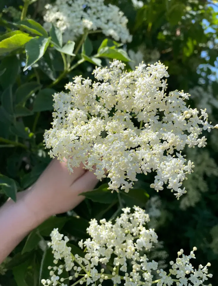 Hvornår blomstre hyldeblomsten