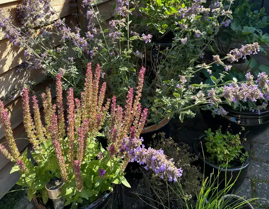 planter til krukker udendørs