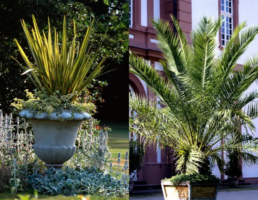 planter i store krukker