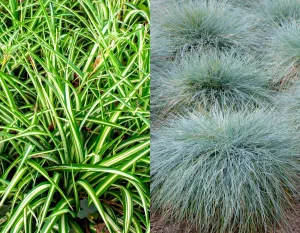 planter i store krukker Festuca Glauca Elijah Blue