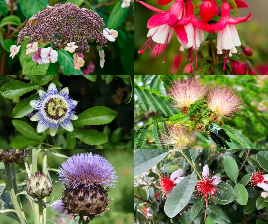 Udendørs krukkeplanter – 40 fantastiske stauder til krukker