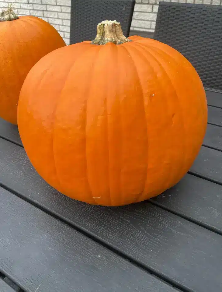 kan man spise halloween græskar