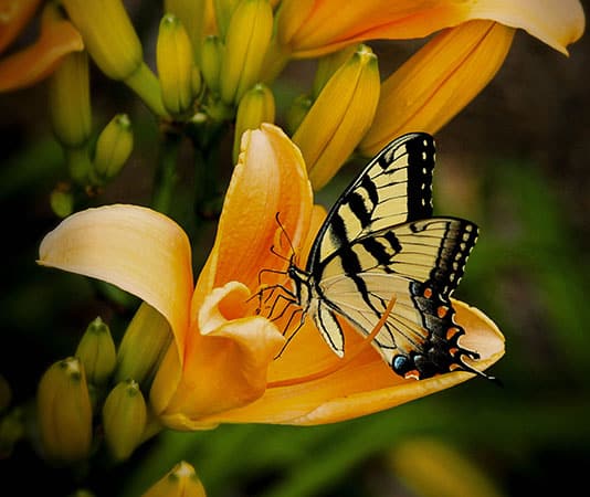 Stribet sommerfugl på orange gul blomst