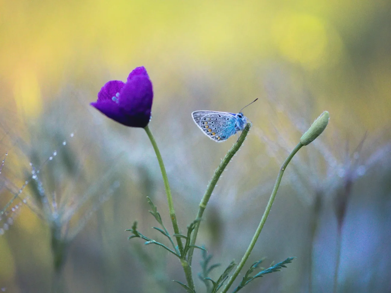 Sommerfugl på blomsterstilk ved lilla blomst i morgendug